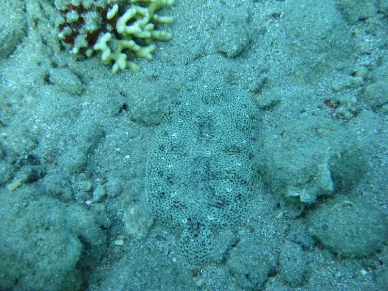 Эйлат(Израиль) декабрь 2008 Эйлат(Израиль) декабрь 2008