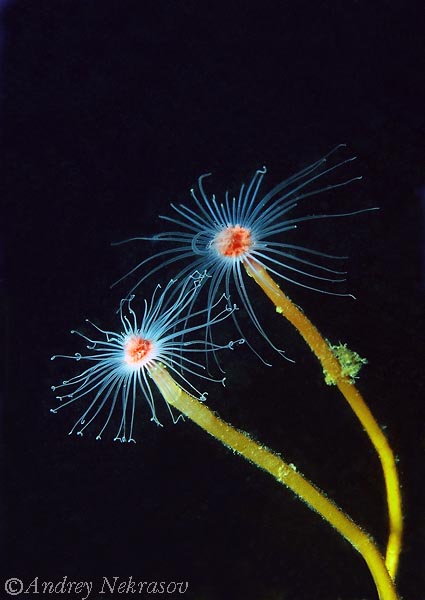 Фото Андрея Некрасова. Белое море. Фото Андрея Некрасова. Белое море.