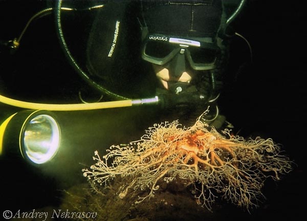 Фото Андрея Некрасова. Белое море. Фото Андрея Некрасова. Белое море.