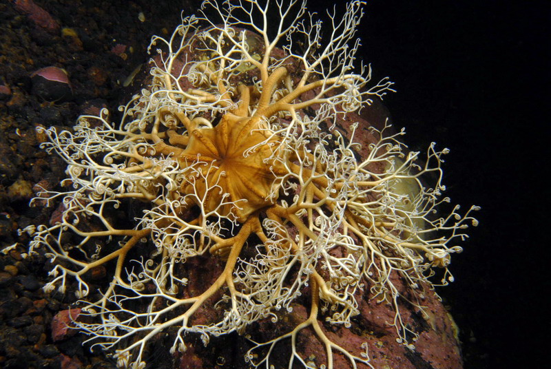 Белое море. Голова Горгоны.. Белое море. Голова Горгоны..