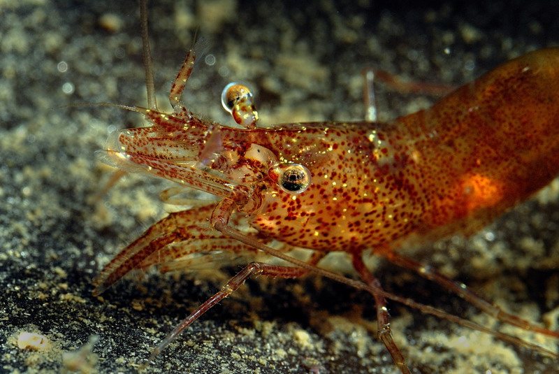 Белое море. Март 2009 г. (фото М.Ведехина). Белое море. Март 2009 г. (фото М.Ведехина).