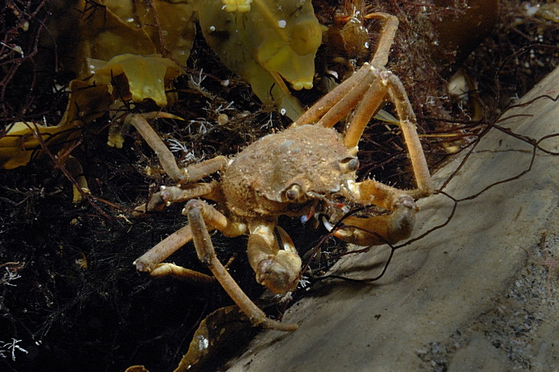 Белое море. Март 2009 г. (фото М.Ведехина).