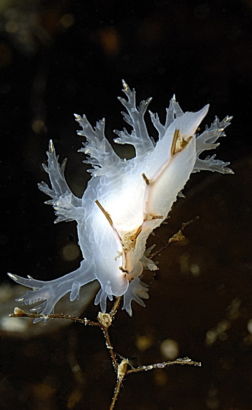 Белое море. Март 2009 г. (фото М.Ведехина).