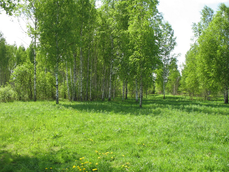 Ящера 2009 Ящера 2009
