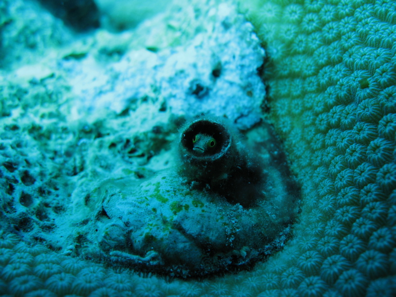 Кто здесь?! Кто здесь?!