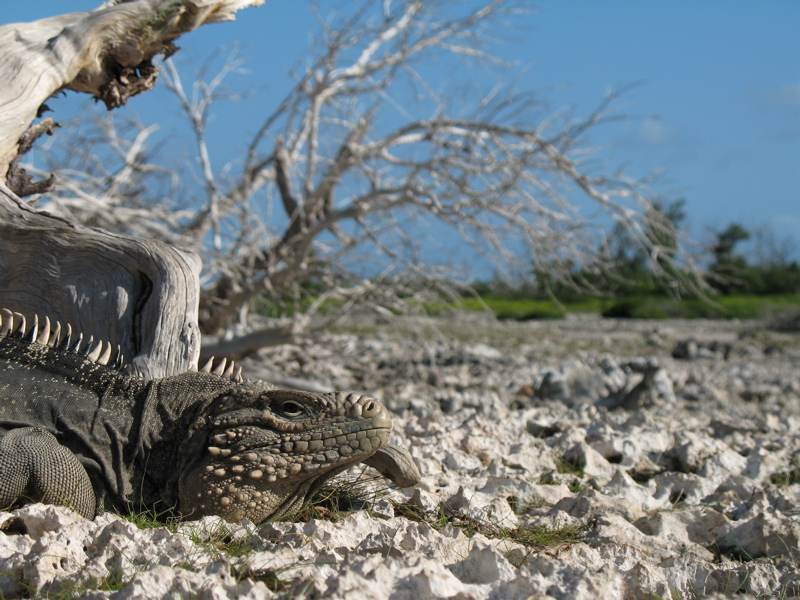 Cuba, Iguana Island Cuba, Iguana Island