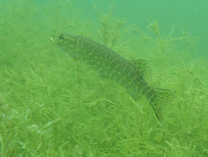 Буша фест 09