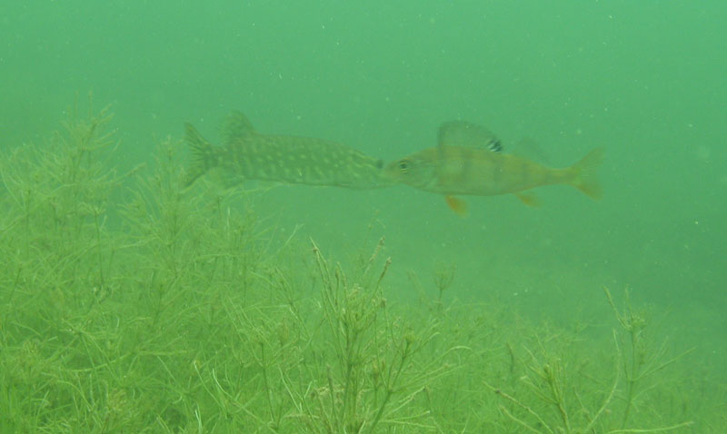 Буша фест 09