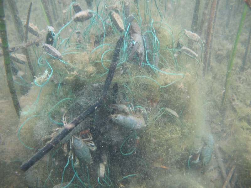 Буша фест 09