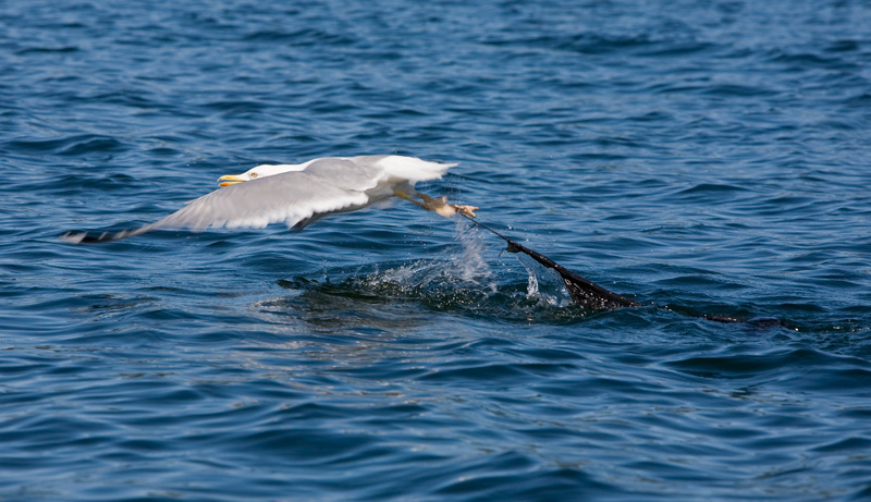 Воробьево озеро. 2009 Воробьево озеро. 2009