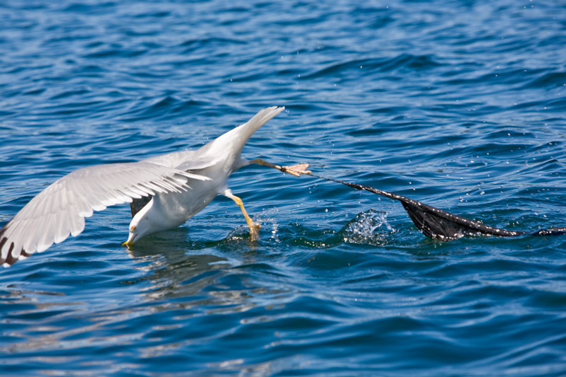 Воробьево озеро. 2009