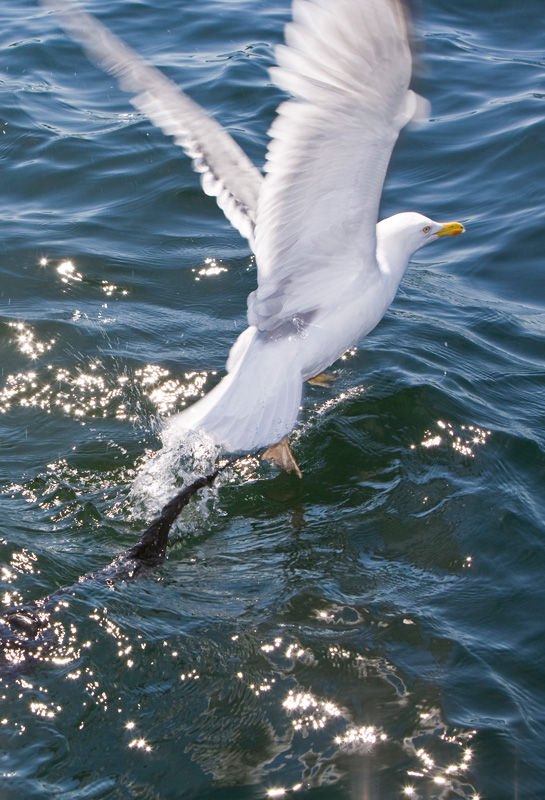 Воробьево озеро. 2009