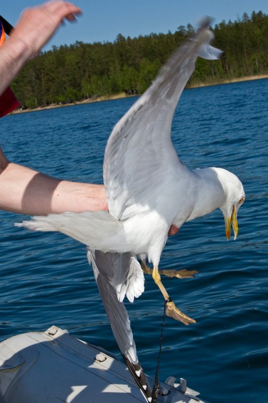 Воробьево озеро. 2009