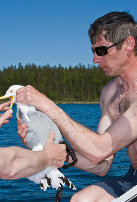 Воробьево озеро. 2009