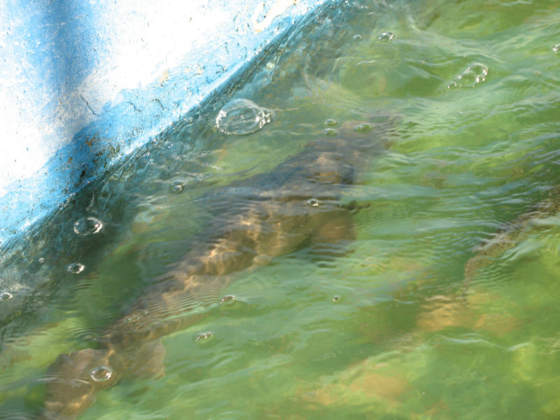 оз Воробьёво 09