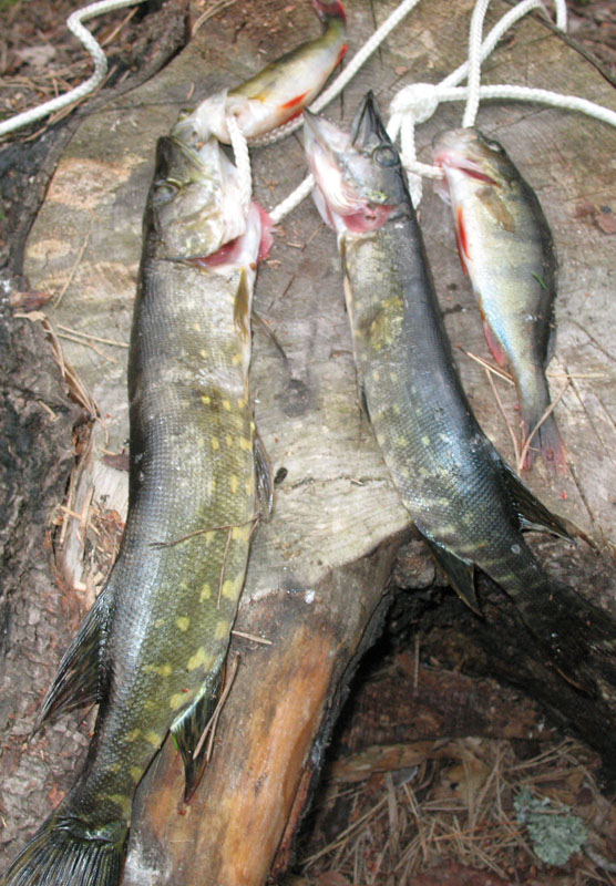 Кубок Балтики 09