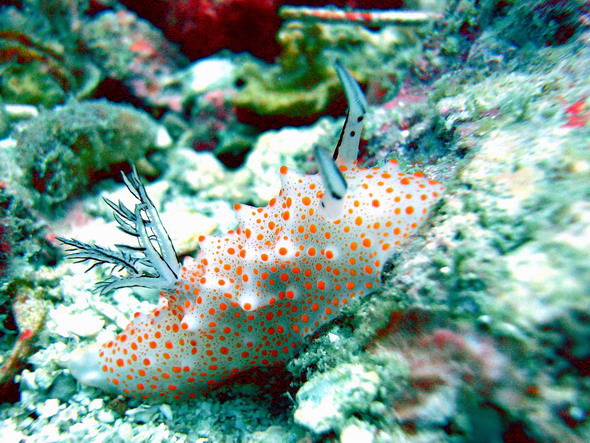 голожаберник