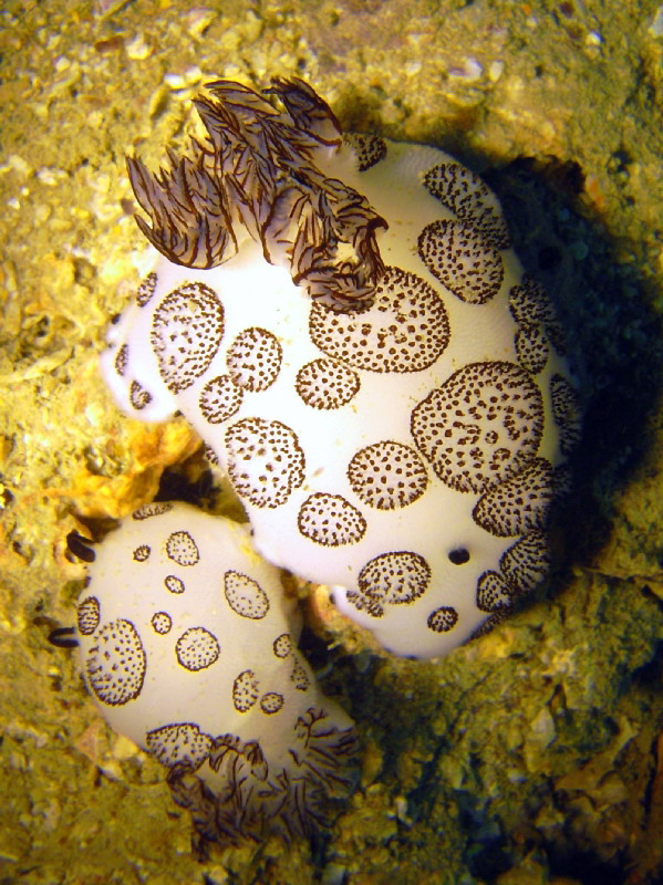 голожаберник