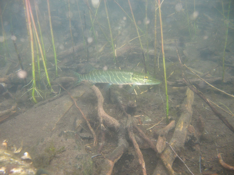 Волчье логово