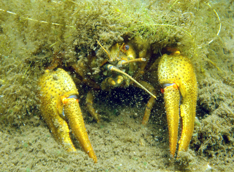 Рак в Берестовом